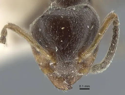 Azteca chartifex - CASENT0917120