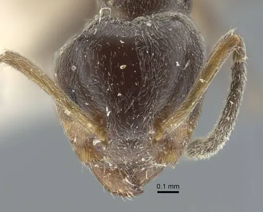 Azteca chartifex - CASENT0917120