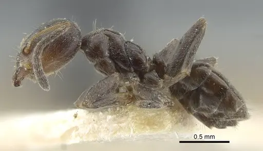 Azteca chartifex - CASENT0917120