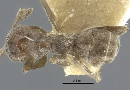 Azteca chartifex - CASENT0917121