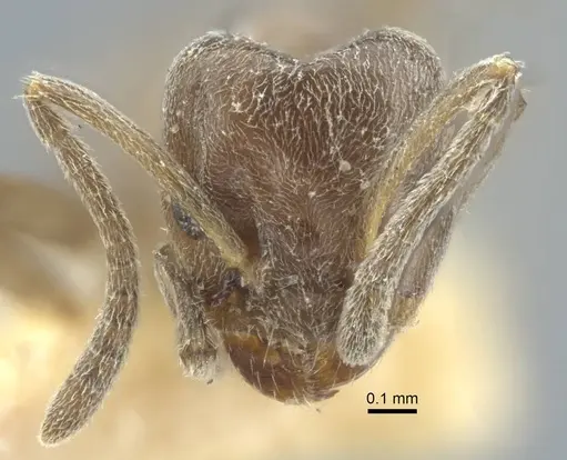 Azteca chartifex - CASENT0917121