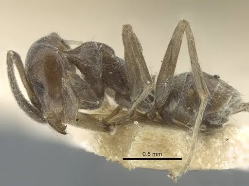 Azteca chartifex - CASENT0917121