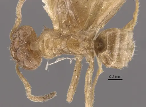 Azteca chartifex - CASENT0917849