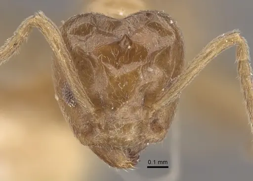 Azteca chartifex - CASENT0917849