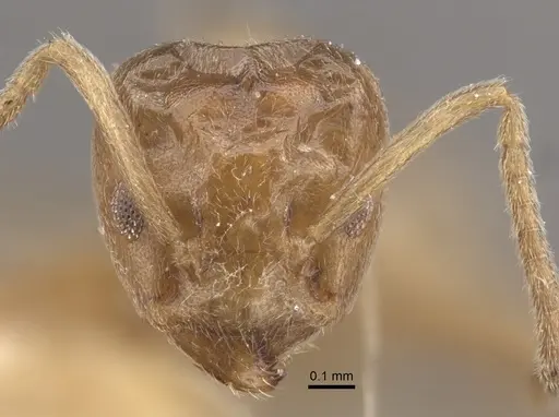 Azteca chartifex - CASENT0917849