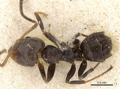 Azteca chartifex - CASENT0922251