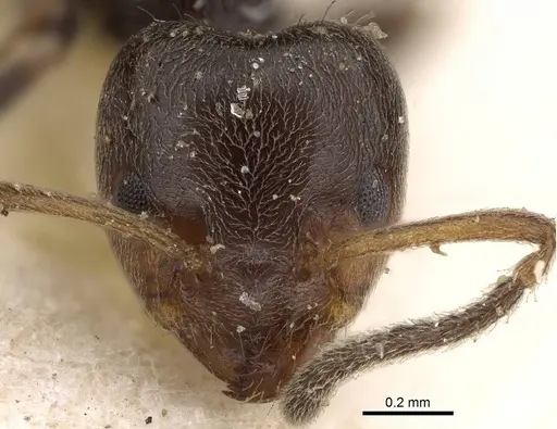 Azteca chartifex - CASENT0922251