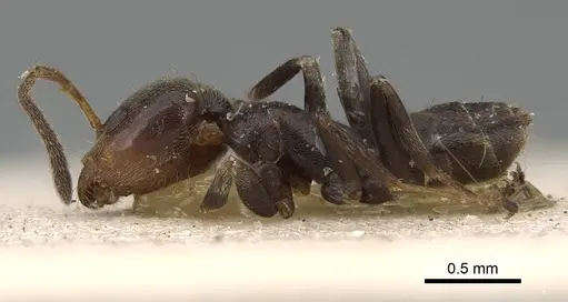 Azteca chartifex - CASENT0922251