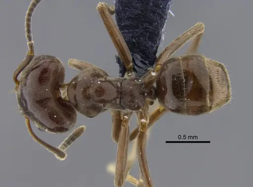 Azteca chartifex - CBUMAGENT41839