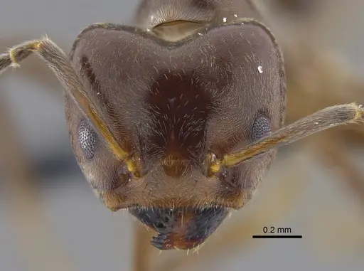 Azteca chartifex - CBUMAGENT41839