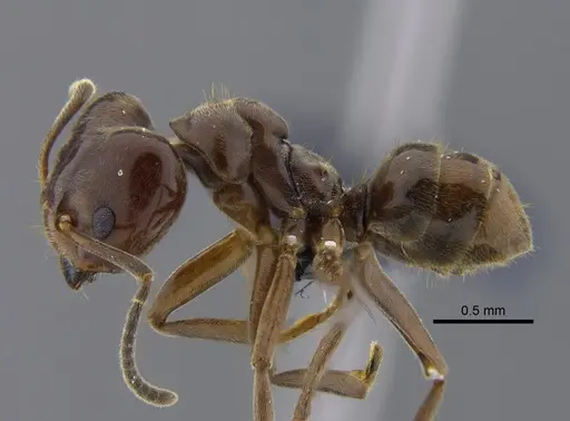 Azteca chartifex - CBUMAGENT41839