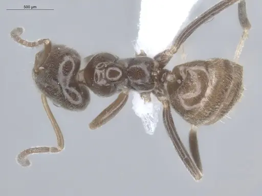 Azteca chartifex - ECOFOG-MI15-0235-18