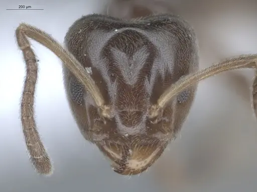 Azteca chartifex - ECOFOG-MI15-0235-18