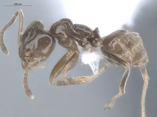 Azteca chartifex - ECOFOG-MI15-0235-18