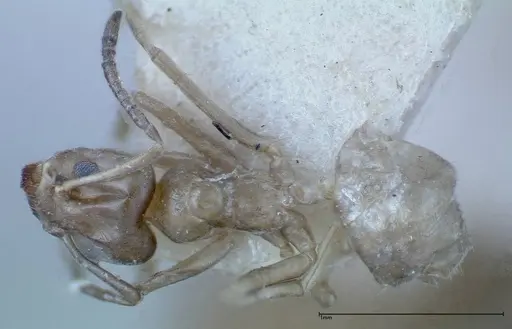 Azteca chartifex - FOCOL0185-1