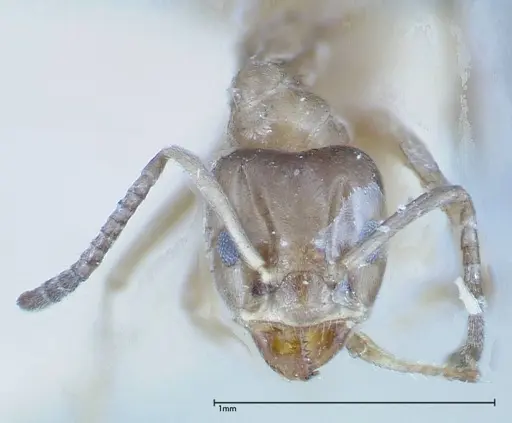 Azteca chartifex - FOCOL0185-1