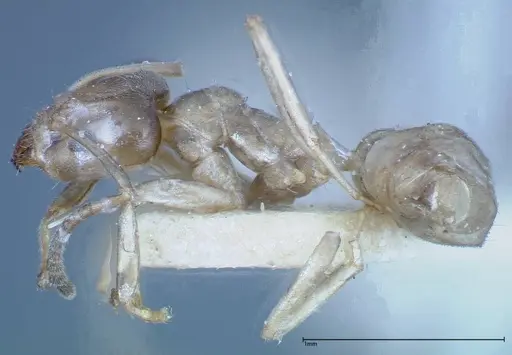 Azteca chartifex - FOCOL0185-1