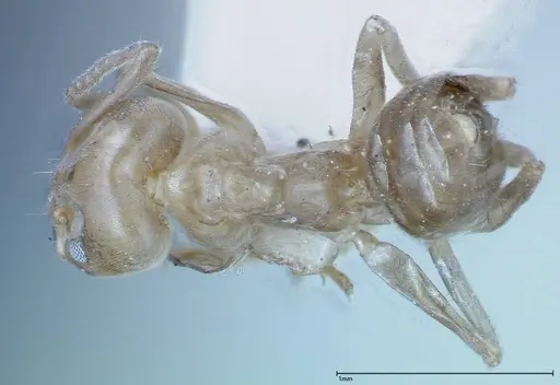 Azteca chartifex - FOCOL0185-2