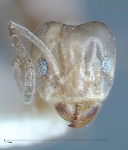 Azteca chartifex - FOCOL0185-2