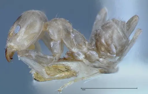 Azteca chartifex - FOCOL0185-2