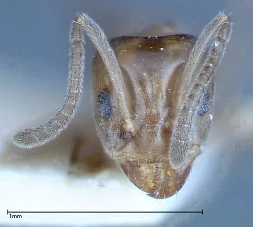 Azteca chartifex - FOCOL0185-3