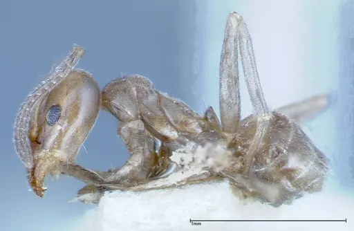 Azteca chartifex - FOCOL0185-3