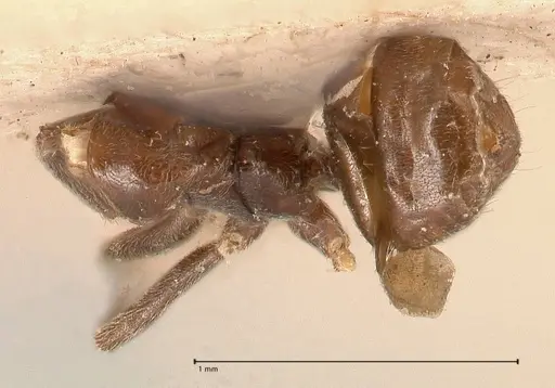 Azteca chartifex - FOCOL0714-1