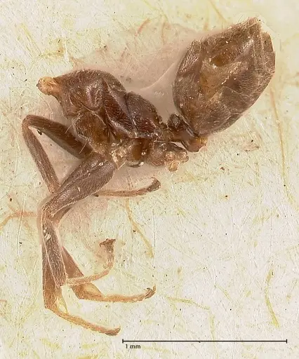 Azteca chartifex - FOCOL0714-1