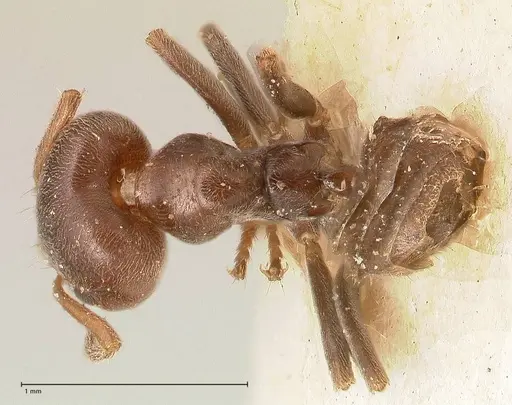 Azteca chartifex - FOCOL0714-2