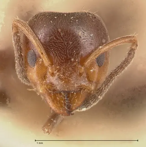 Azteca chartifex - FOCOL0714-2