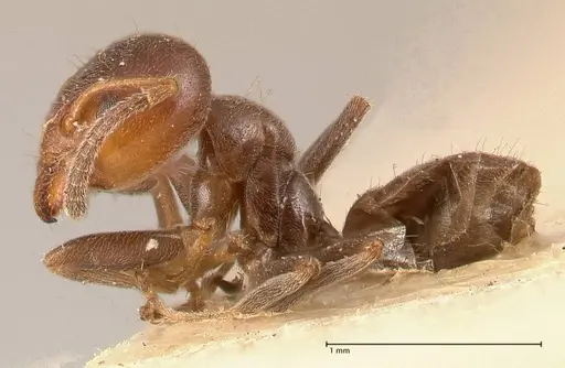 Azteca chartifex - FOCOL0714-2