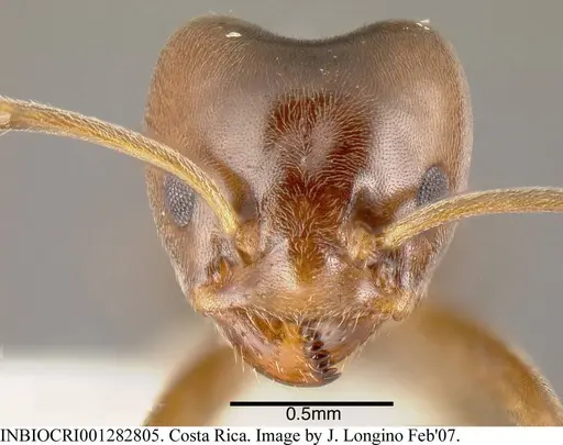 Azteca chartifex - INBIOCRI001282805