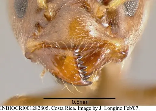 Azteca chartifex - INBIOCRI001282805