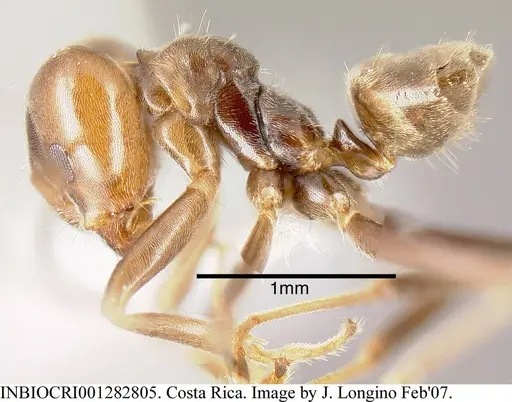 Azteca chartifex - INBIOCRI001282805