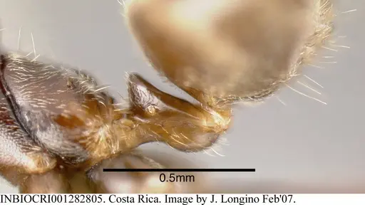 Azteca chartifex - INBIOCRI001282805