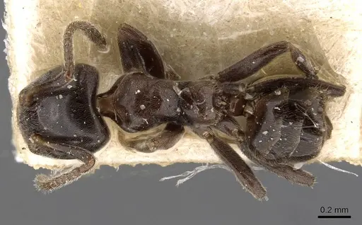 Azteca christopherseni specimen