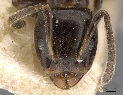 Azteca christopherseni specimen