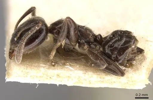 Azteca christopherseni specimen