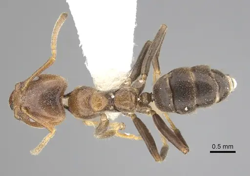 Azteca coeruleipennis specimen