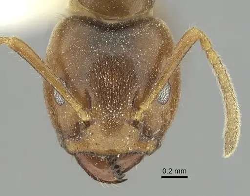 Azteca coeruleipennis specimen