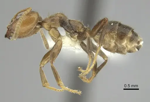 Azteca coeruleipennis specimen