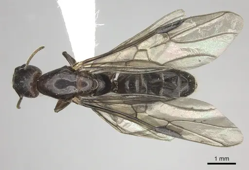 Azteca coeruleipennis - CASENT0609953