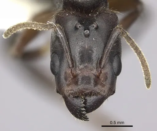 Azteca coeruleipennis - CASENT0609953