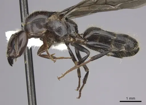 Azteca coeruleipennis - CASENT0609953