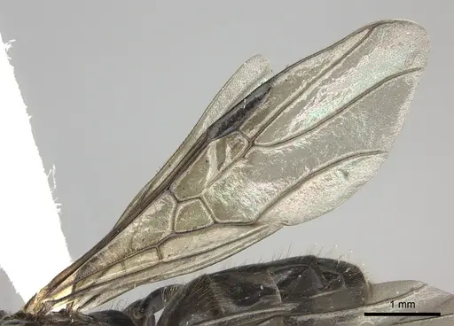 Azteca coeruleipennis - CASENT0609953