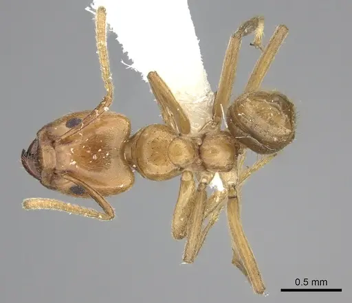 Azteca coeruleipennis - CASENT0609954