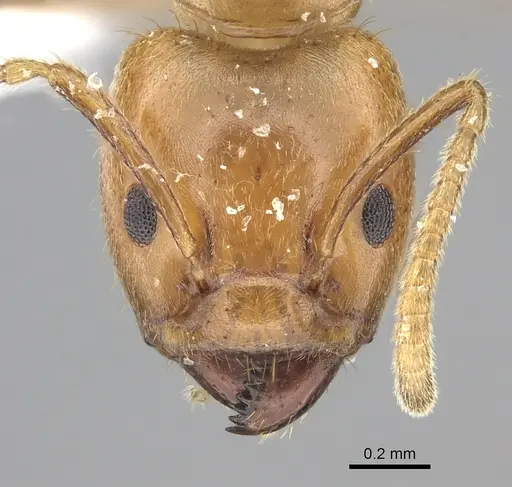 Azteca coeruleipennis - CASENT0609954