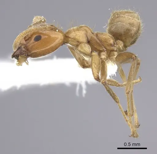 Azteca coeruleipennis - CASENT0609954