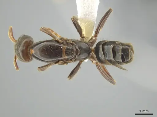 Azteca coeruleipennis - CASENT0631814