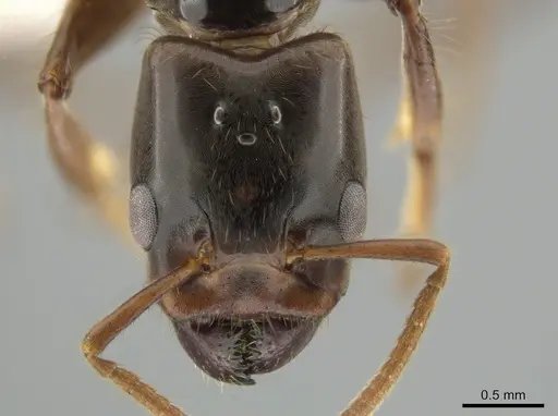 Azteca coeruleipennis - CASENT0631814